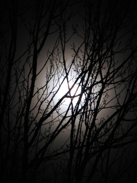 moon_and_tree_001