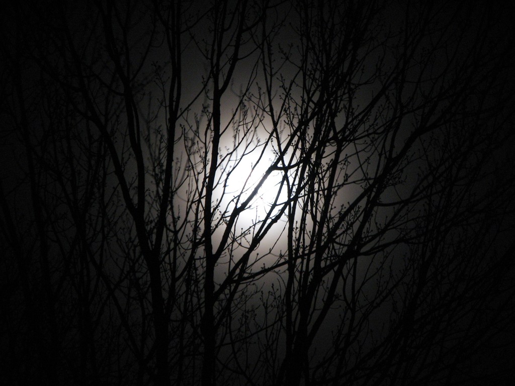 moon_and_tree_002