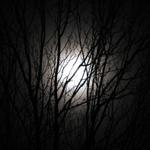 moon_and_tree_002