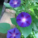 morningglory_001