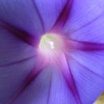 morningglory_002