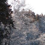 Snow covered trees.