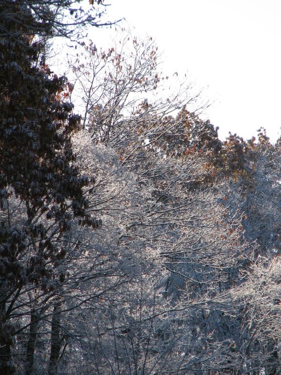 Snow covered trees.