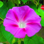 Hummingbirds and Morning Glories