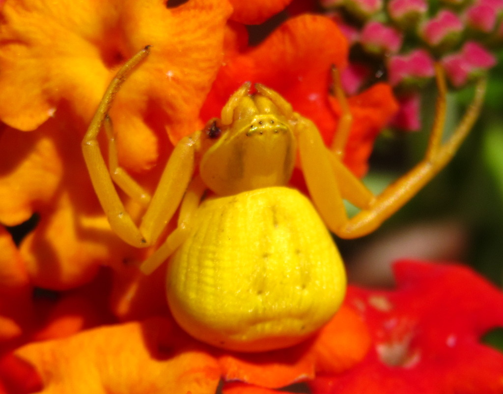 crab_spider002