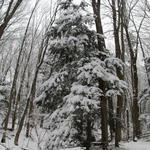 home_snow_tree002_mar032013