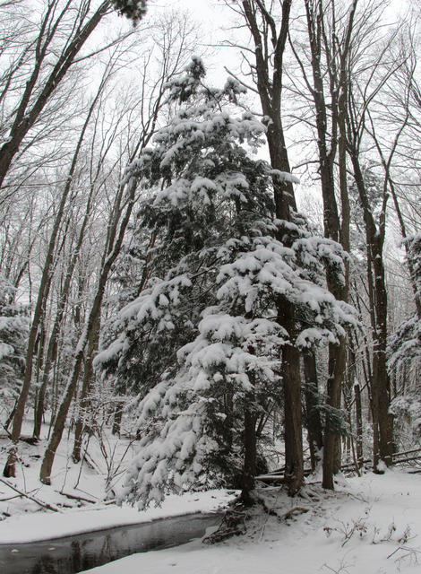 home_snow_tree002_mar032013