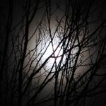moon_and_tree_001