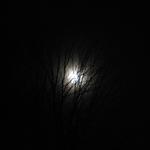 moon_and_tree_003