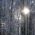 Snowy trees and sun.