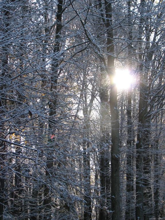 Snowy trees and sun.